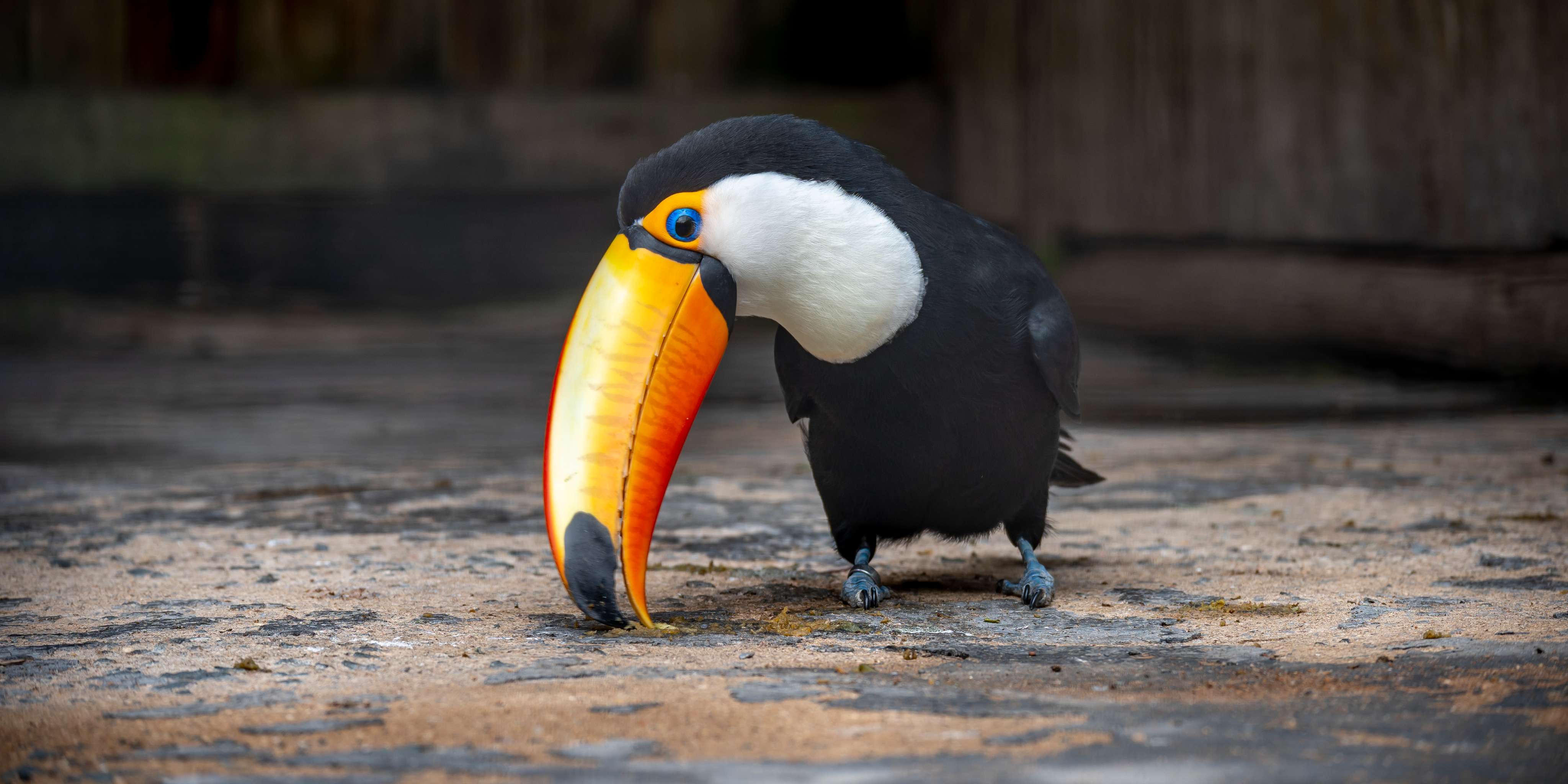 07 Umgeni Bird Park-088